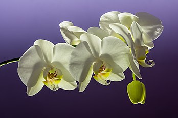 Cultivar branco de uma orquídea do gênero Phalaenopsis (definição 6 000 × 4 000)