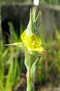 Philydrum lanuginosum flowers