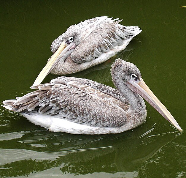 File:Pink-backed.pelican.750pix.jpg