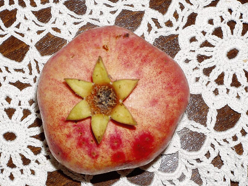 File:Pomegranate crown.jpg