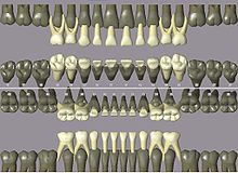 Diagrama de la primera dentició