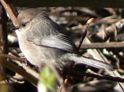 Pensastiainen (Psaltriparus minimus)