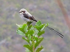 Streamer-tailed Tyrant or Tesoura-do-brejo (Gubernetes yetapa) (20267902230).jpg