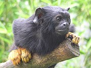 Black and yellow monkey