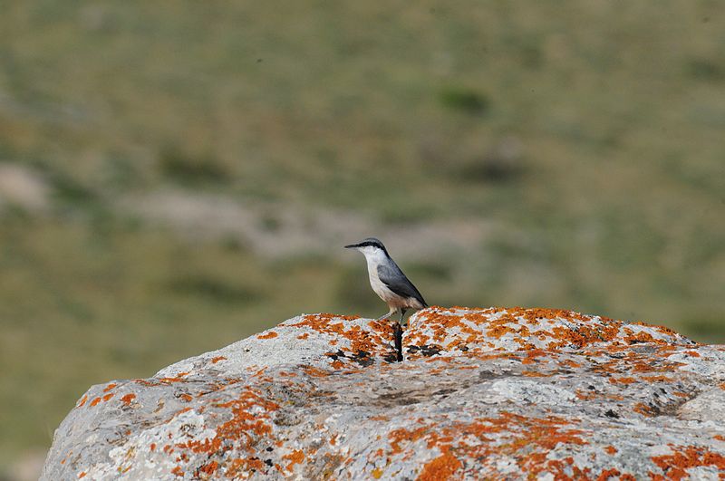 File:Sitta neumayer, Taurus Mts, Turkey 0.jpg