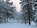 The result of rare heavy snow in January 2008