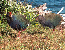 Takahe and chick.jpg