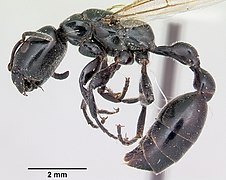 Tetraponera nigra.