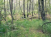 Birkenbruchwald im Vogelmoor