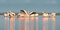 Pélicans frisés du parc naturel de Șagani-Alibei-Tuzla, dans le Boudjak.