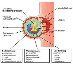 Embryo drie weken oud (vanaf de bevruchting)