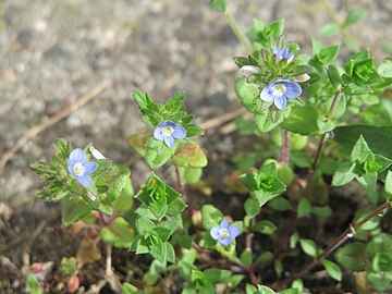 mezei veronika (Veronica arvensis)