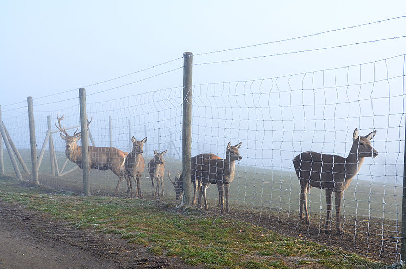 File:Magdalensberg Wildgehege Cervus elaphus-Familie 12122013 285.jpg