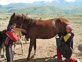 A mare being milked in Suusamyr, Kyrgyzstan