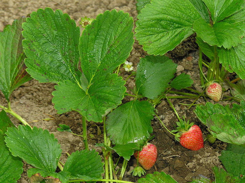 File:Morangos Galicia.jpg