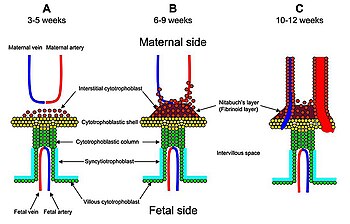 Interactie van moederlijke en foetale cellen en bloedvaten in de placenta.