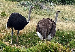 A közönséges strucc (Struthio camelus) déli alfajának a hímje és tojója.