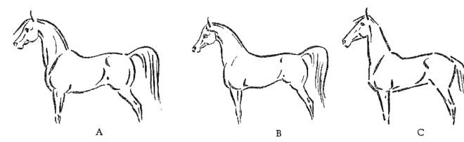 Schéha comparatif de trois chevaux, de profil