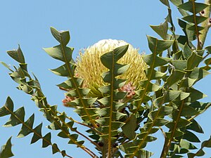 Banksia baxteri in the Grevillea Park at Bulli, NSW.