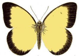 Belenois hedyle