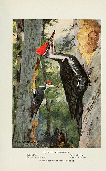 File:Bird-lore (1917) (14569058190).jpg