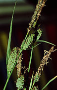 Carex tomentosa