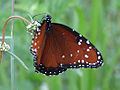 Danaus gilippus