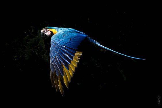 Flight of the Blue-and-Yellow Macaw