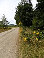 Der Rockenstuhl von Günthers aus gesehen.