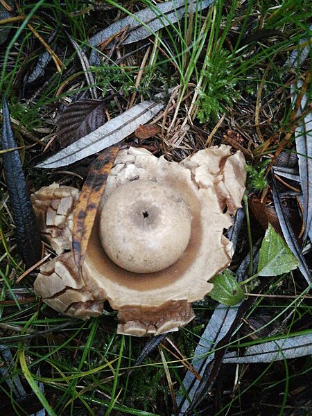 File:Geastrum triplex 56376181.jpg