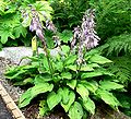 Hosta sieboldiana 'Picta', Habitus