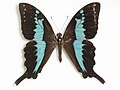 Papilio mangoura (Mangoura Swallowtail)