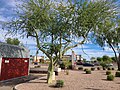 Some Parkinsonia microphylla have a distinct green appearance.