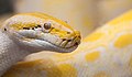 * Nomination Indian python albino (Python molurus), Ho Chi Minh City Zoo, Vietnam --Poco a poco 09:16, 22 December 2013 (UTC) * Promotion Good quality --Llez 06:15, 23 December 2013 (UTC)