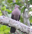 Plumbeous pigeon