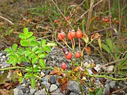 果実 11月