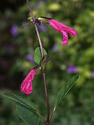 Salvia buchananii