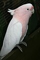 Kakadu inka (angl. Major Mitchell's Cockatoo), žijící na dně kráteru