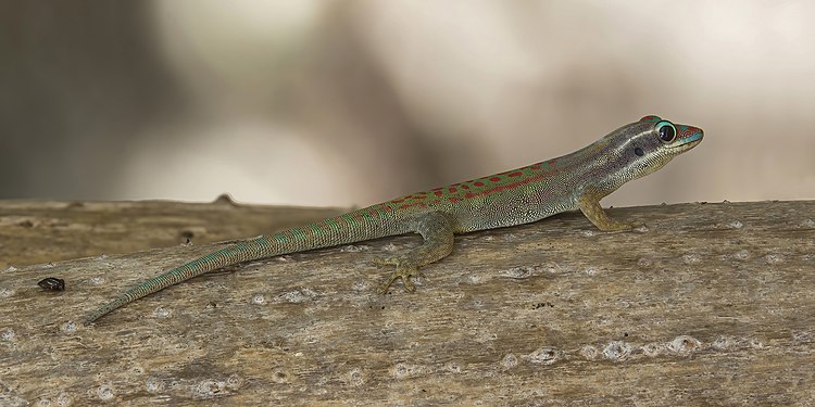 Mauritius ornate day gecko by Charles J. Sharp