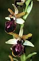 Ophrys passionis