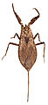 Nepidae: Nepa cinerea