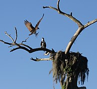 Pandion haliaetus (Osprey)