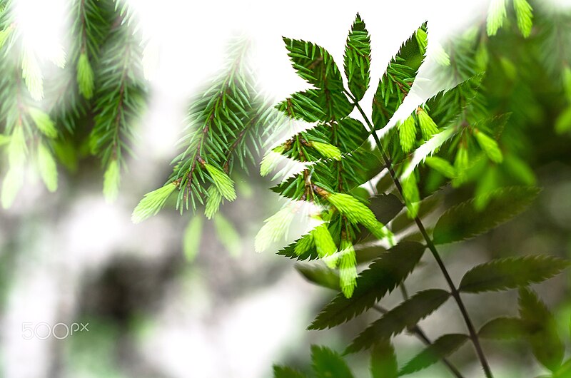 File:A Double Exposure Of Rowan And Fir Tree (213664853).jpeg