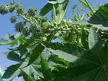 A view of Castor oil plant 1.jpg