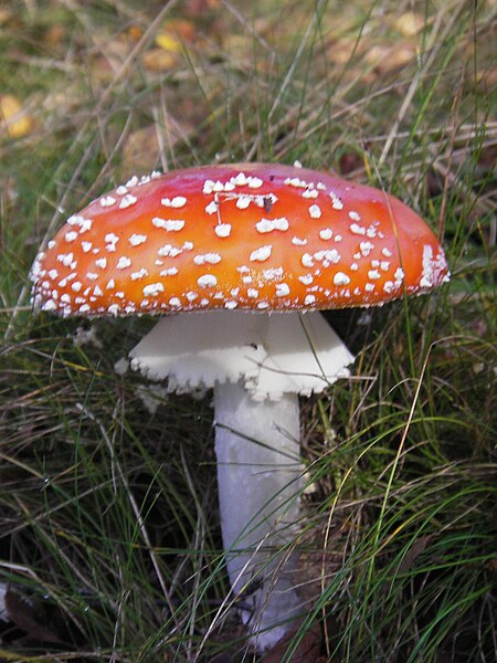 File:Amanita muscaria (1).jpg