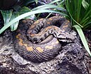 Armenian viper coiled in a forest