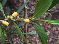 "fruit and foliage"