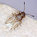 Cymidae : Cymus claviculus.