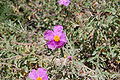 Cistus creticus