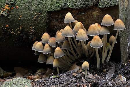 Coprinellus micaceus, Mica Inkcap, UK